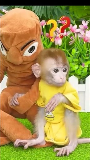 #monkey #monkeybaby #animalshome