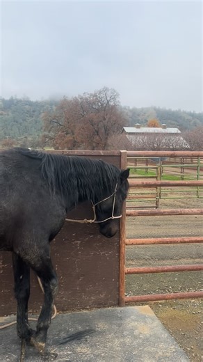 Toothless is just learning how to stand tied. We start with short intervals and always use a blocker tie so that if the horse sets back they don’t injure themselves. I would say Toothless passed his first test with flying colors. #horsetraining #blmmustang #coltstarting | Montgomery Creek Ranch - A Wild Horse Sanctuary