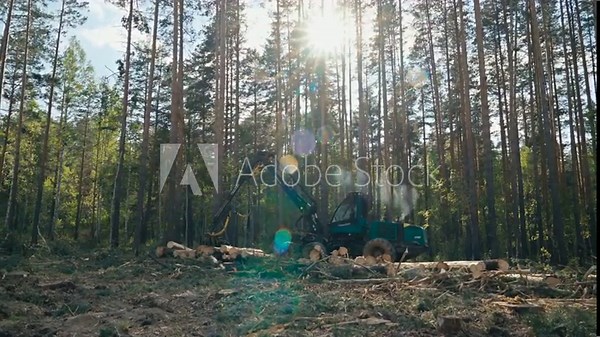 Forestry industry machinery felling multiple trees in the woods. Forestry industry machinery harvesting the wood. Forestry industry machinery piling up multiple timber logs on the ground