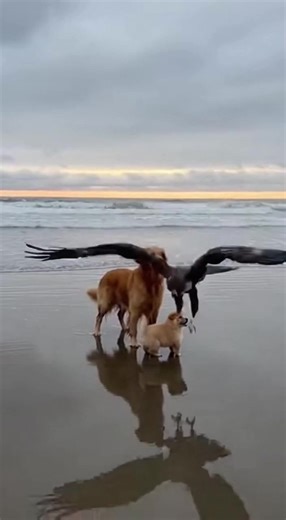 This rescue mission made me tear up 🥺 Watch how far he went to save his little brother! What would you risk for your best friend? Let me know 👇 #dogrescue #heartwarming #goldenretriever #skydiving #impossible