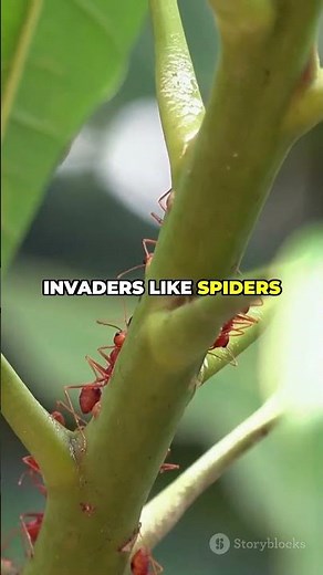 The Ant That Explodes to Protect Its Colony!