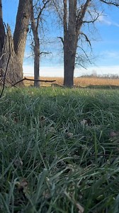 13 reactions · 3 comments | Book: A Sand County Almanac by Aldo Leopold I was recommended this book by a friend and I have listened to it more than a few times lately. This may not be oak but that will be coming soon enough. This here is green ash, it splits like a dream and drys fast. | Herefords on Latimer | Facebook
