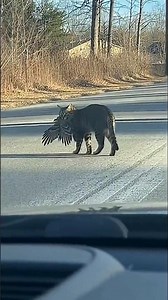 Cat Loses Its Catch After Car Horn 🐦🐈 #aivideo #cat #funny #shorts