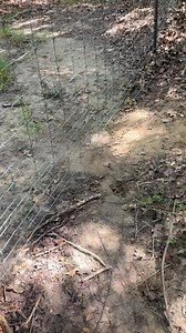 17K views · 224 reactions | Well dotty my little escape artist took off this morning and showed Janet some tricks . I’ve looked all morning for them and just found Dotty but not Janet. It’s always something at the Poodle Ranch that keeps me on my toes 沈沈 yall pray I find Janet she has full show coat and probably can’t see where she is . She never leaves so she’s not skilled like Miss dotty either . | Poetry Poodles | Facebook