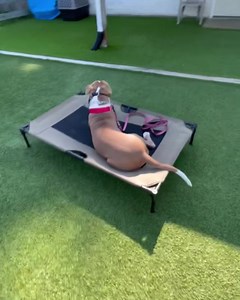 17 reactions | One goal of Apollo’s owner was to be able to bring him...