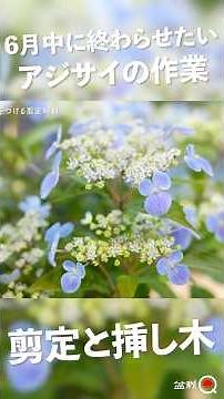 【紫陽花】花が終わったアジサイのやるべき作業！【盆栽Q】
