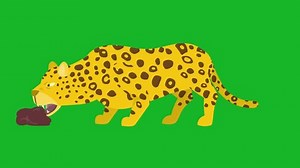 Leopard Green Screenlion Animation Lion Eating Stock Footage Video (100% Royalty-free) 3465676009 | Shutterstock