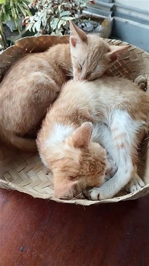 gi bobok moci ma popo