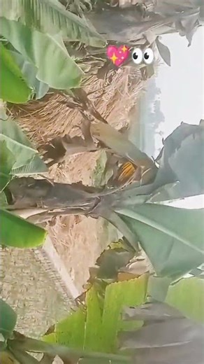 aaya hun tere vaste gana 👍♥️🙏