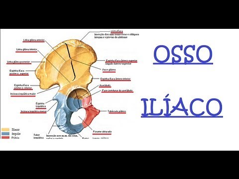 Osso ilíaco