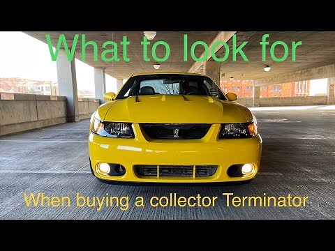 Important things to look for when buying 2003-2004 Terminator SVT Cobra collection Buyer guide