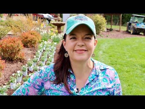 Planting Tips & Tricks For Gorgeous Supertunias