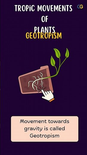 Tropic Movements in Plants Class 10 | Phototropism, Geotropism, Hydrotropism, Thigmotropism #biology
