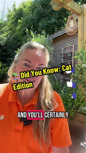 Did you know your cat’s post-poop zoomies are totally normal #DidYouKnowCatEdition #CatZoomies #CatFacts #PooPhoria #CatBehaviorExplained #CatTok #catzoomies #catlitter #catbehavior #kittysitty