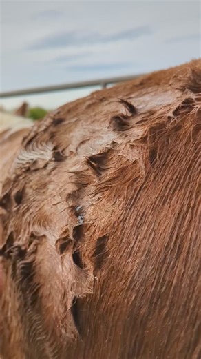 5.8K views · 68 reactions | Scrub a dub dub 﫧識 #cowwash #wash #scrub #shampoo #show #showing #cow #cattle #washing #farm #farmlife #farming #asmrsounds #asmr | Elwess Herefords | Facebook