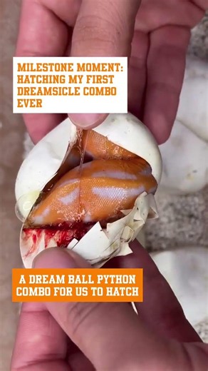 HATCHING a Dreamsicle Ball Python for the First Time😍🐍