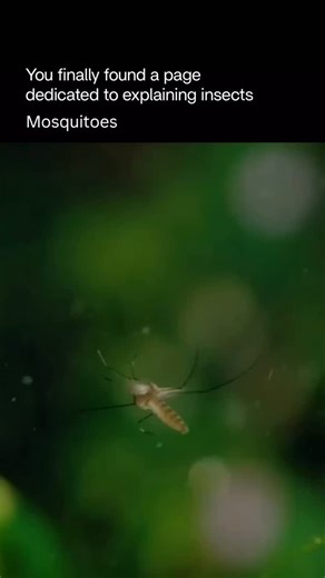 Explaining Insects 🦋 on Instagram: "Mosquitoes are small flying insects that feed on nectar, but the females also require blood to produce eggs. They are found in nearly every part of the world and are most active during warm, humid conditions. Only female mosquitoes bite, using a thin, needle-like mouthpart to draw blood. During this process, they inject saliva that prevents clotting, which causes the itchy reaction people feel afterward. Beyond being a nuisance, mosquitoes are important in ec