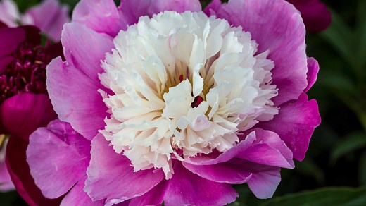 22 Beautiful Flowers That Start with P