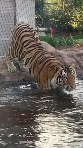 Happy International Tiger Day to our favorite big cat, Mike the Tiger! #LSU #MikeTheTiger #InternationalTigerDay #Reels | LSU AgCenter