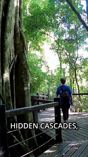 Waterfalls in Springbrook National Park