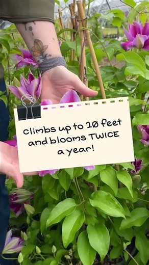Doctor Ruppel' Clematis: Grow Massive 8-Inch Bi-Color Blooms!