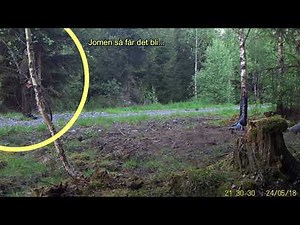 Vi skjuter oss en vildsvinsgalt på ca 50 kg! - lyckad jakt i maj 2024