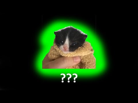 10 Kitten Meows Sound Effects