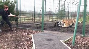 37K views · 124 reactions | The Big Cat Sanctuary on Reels | Facebook