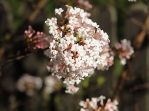 Viorne odorante, Viburnum fragrans
