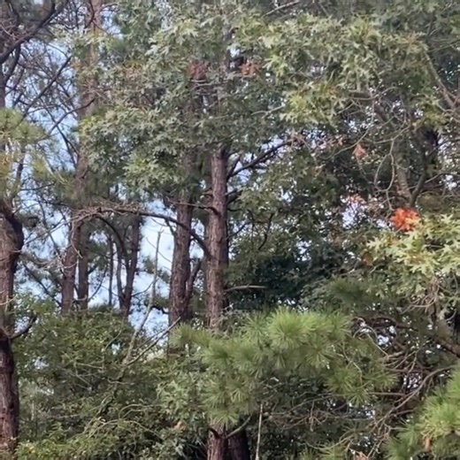 3.2K views · 119 reactions | Patient Release: Broad-winged Hawk...