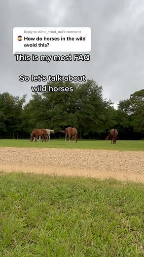 Exploring the Wildness of Grazing Horses