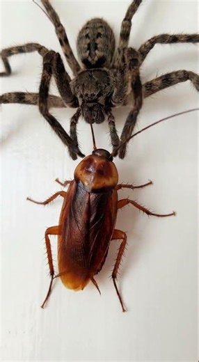 Cockroach Made a HUGE Mistake 😳 Huntsman Spider Attack! #insectfight #viralvideo #insects