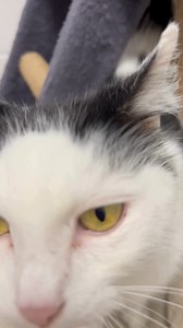 🐱HSSC CAT OF THE WEEK🐱 Meet Ruby, Resident HSSC Climbing Expert! This 9-year-old senior has beautiful long fur! She absolutely LOVES climbing cat trees and safely exploring tall heights! She enjoys attention & pets, and she can't wait to find her purrrrr-fect companion! What better time to come meet Ruby than ADOPT A SENIOR PET MONTH! Her adoption fee is waived the entirety of November to celebrate! Come meet our standout feline friend — you can't miss her festive room! HSSC Adoption Hours are