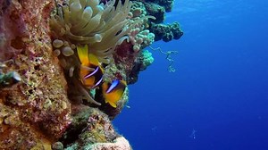 Clown Fish Anemone Partner Shrimp Picture Stock Footage Video (100% Royalty-free) 26664832 | Shutterstock