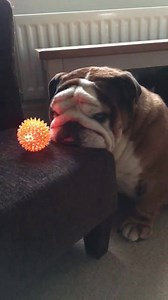 No words needed󾌠 | Fetch:Harry the Bulldog