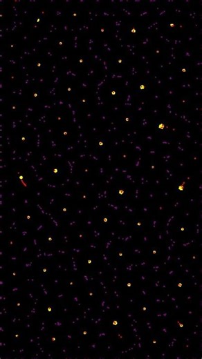 Particle Life Simulation - %s