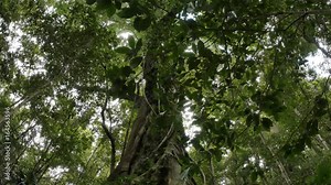 Fig Tree buttress root wild rainforest natural environment