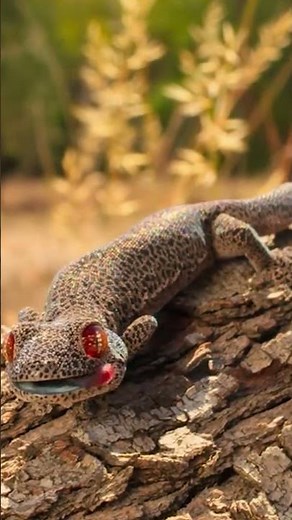 1 మీటర్ దూరం వరకూ విషం స్ప్రే చేసే గెక్కో 🦎 | Golden Tailed Gecko Secrets
