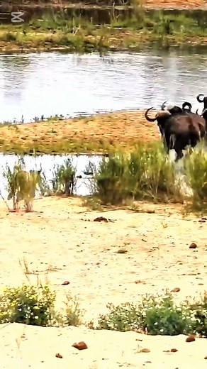 463K views · 9.7K reactions | Nothing on earth compares to the raw...