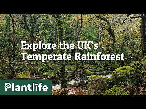 Relax and Explore the UK's Temperate Rainforest with us