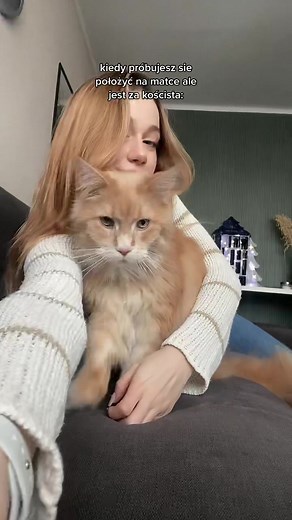 Playful Orange Cat Captivates in Cozy Living Room