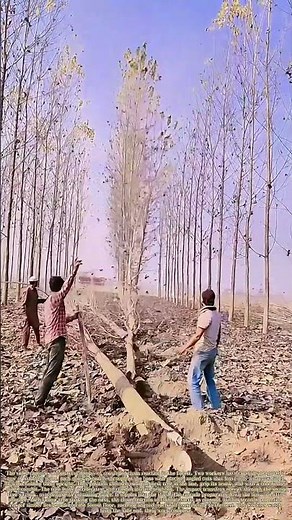 Domino Drop: How One Felled Tree Takes Down a Timber Line