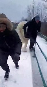 78K views · 209 reactions | Lion Escape Shocks American City 女女女 | Aliens UFO Caught on Camera | Facebook