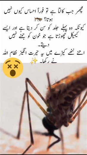 Allah, the Best Provider for Every Creation #FaithInAllah #CreatorOfAll #TrustAllah #Blessed#uk#usa