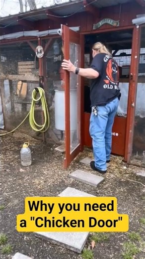 Why You Need A Chicken-Door #chicken #backyardchickens #chicken-door