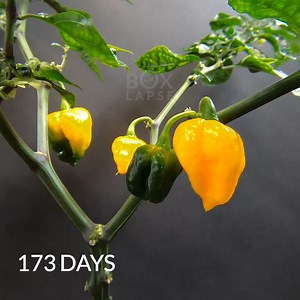 13K views · 422 reactions | Growing one of the Hottest Peppers in the World | Boxlapse | Facebook