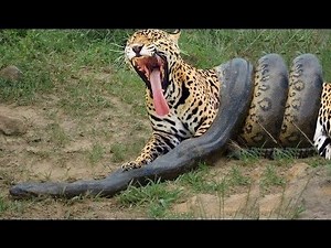 Giant Anaconda attacks Tiger - Animal Fight - Python vs Tiger vs Jaguar black panthers