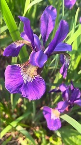 Purple perennial Irises