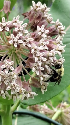 Common Milkweed - A plant for Pollinators
