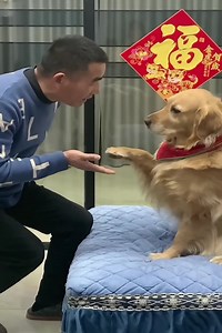 149K views · 10K reactions | Funny video of the owner giving New Year greetings to his pet #dog #doglover #goldenretriever | ᶠᴱᴱᴸᴵᴺᴳˢ | Facebook